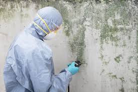 Environmental Consulting for Mold Prevention in Centralia, IL